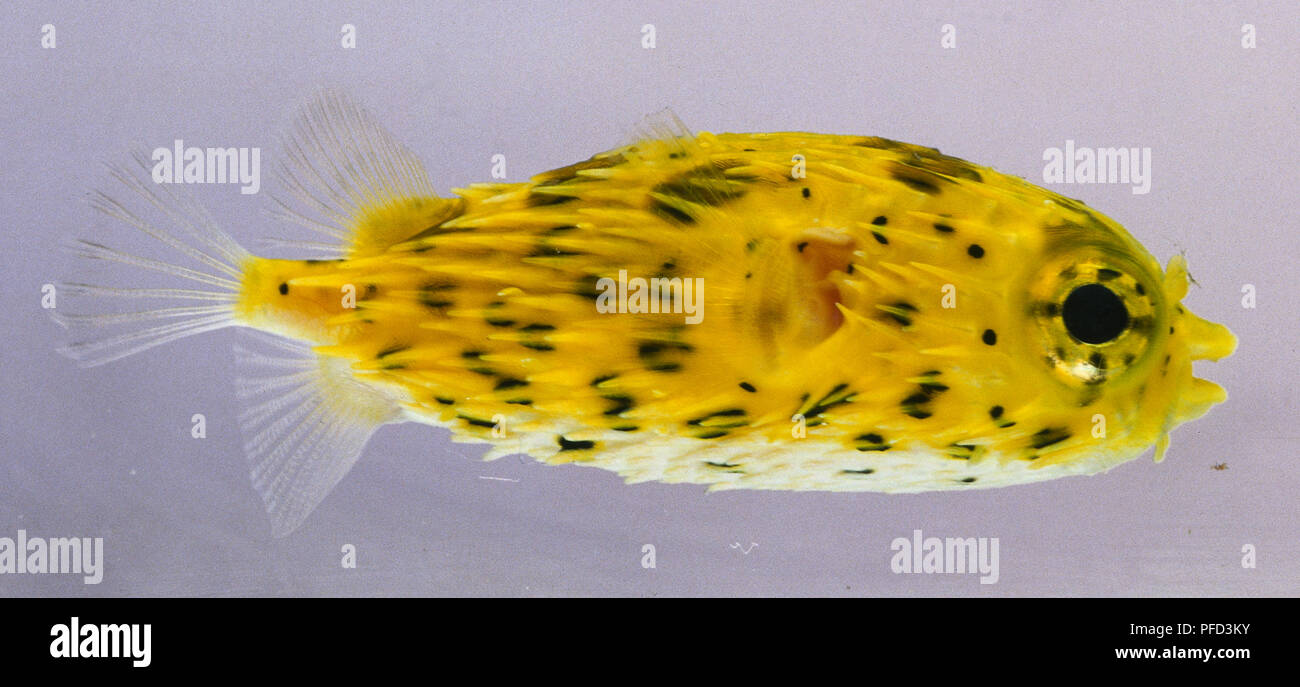 A yellow Porcupinefish (Diodon Holocanthus), side view Stock Photo