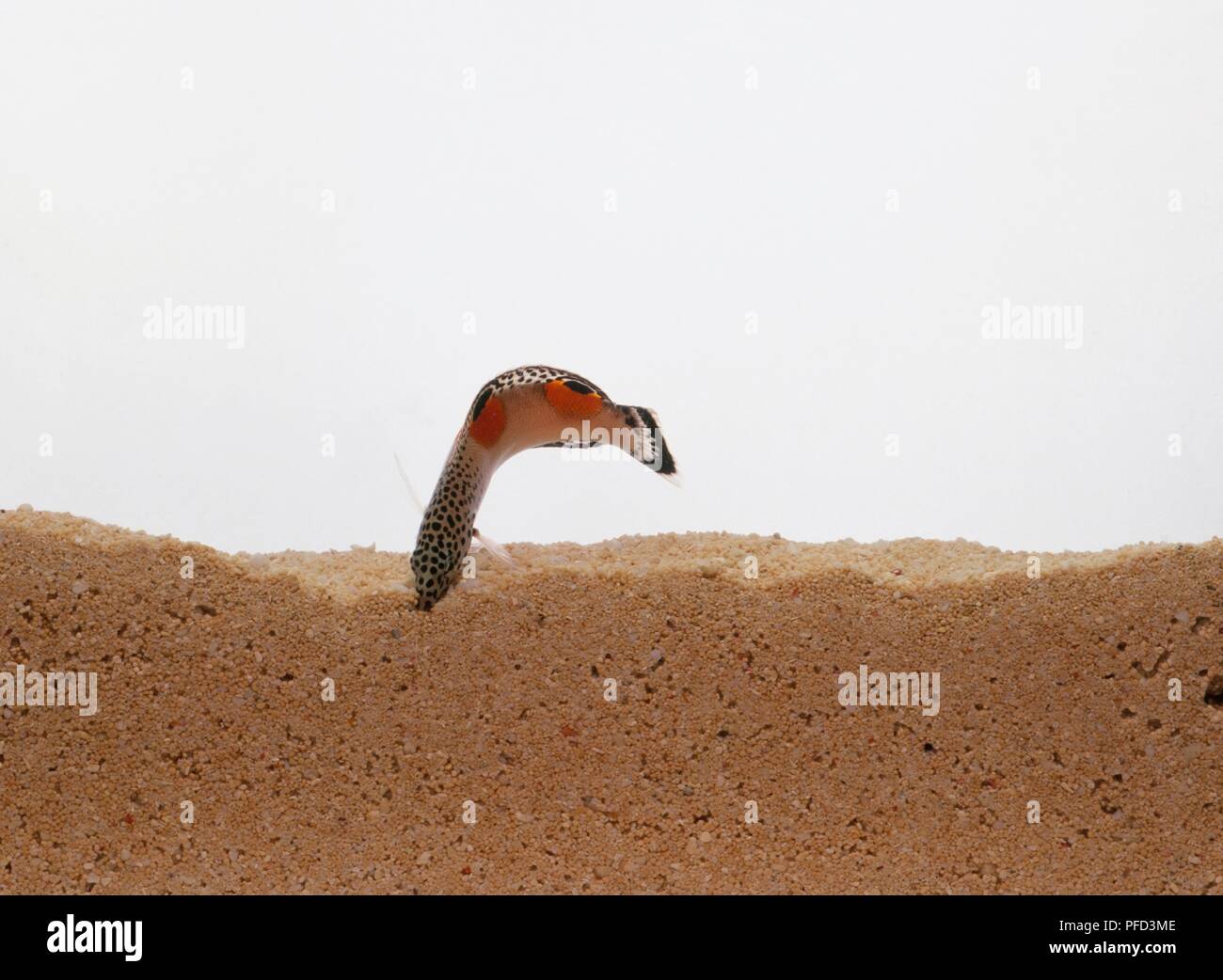 Twinspot wrasse (Coris aygula) digging into sand Stock Photo