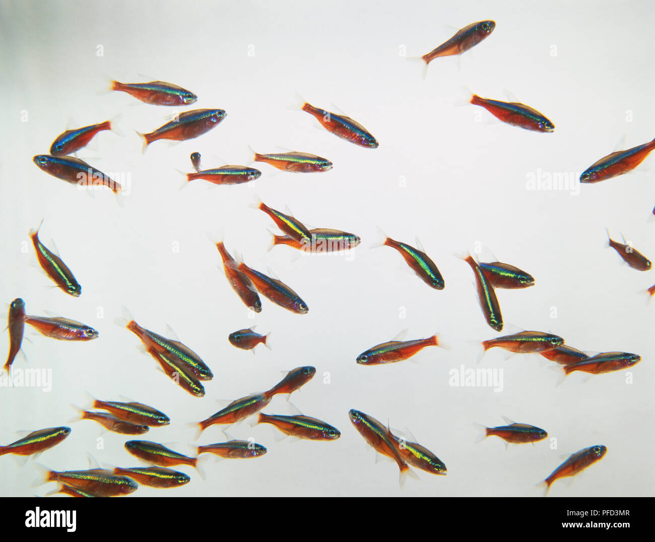 Group of Cardinal Tetras (Paracheirodon axelrodi), red, yellow and blue striped fish. Stock Photo