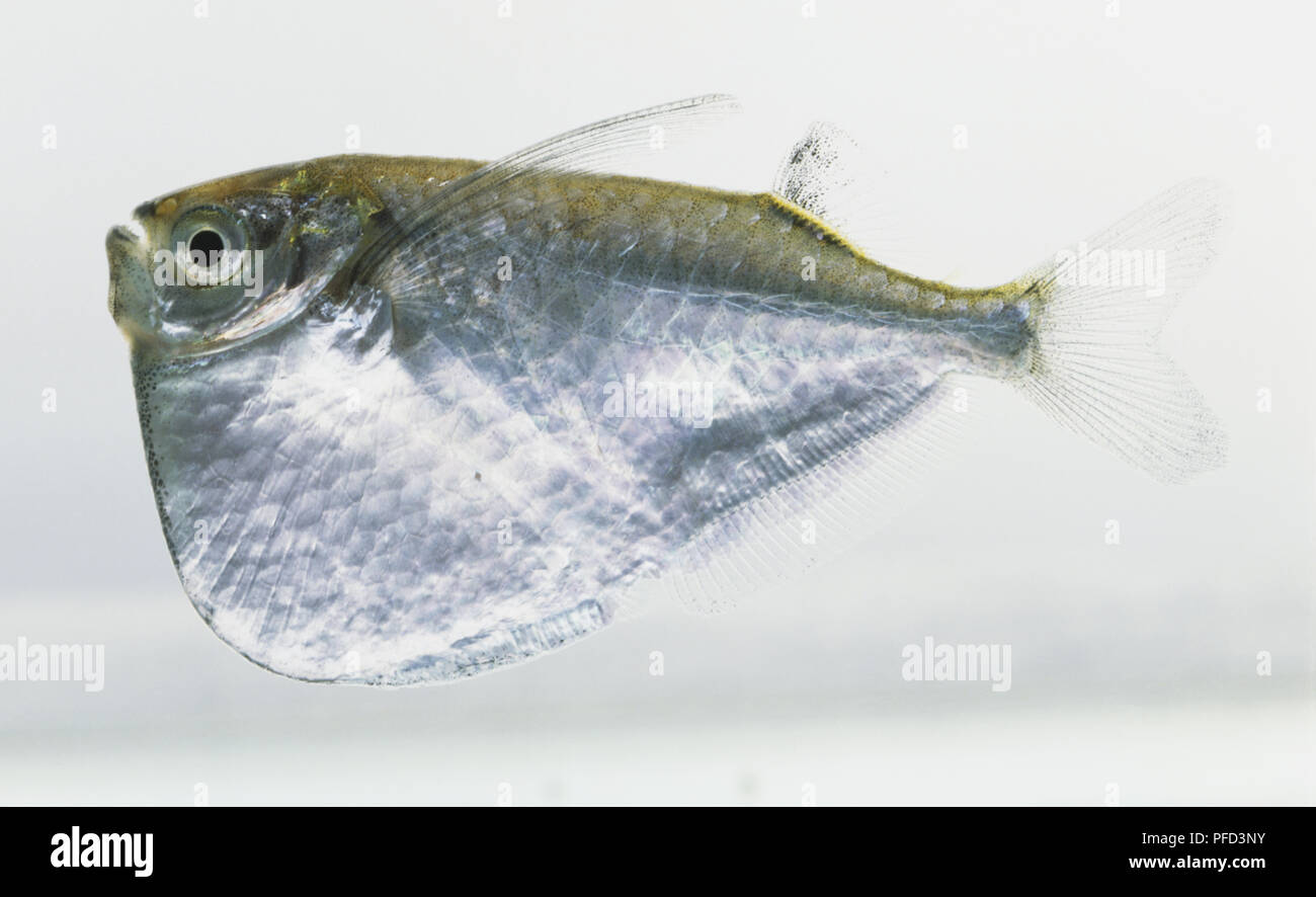 Silver Hatchetfish (Gasteropelecus levis), side view Stock Photo