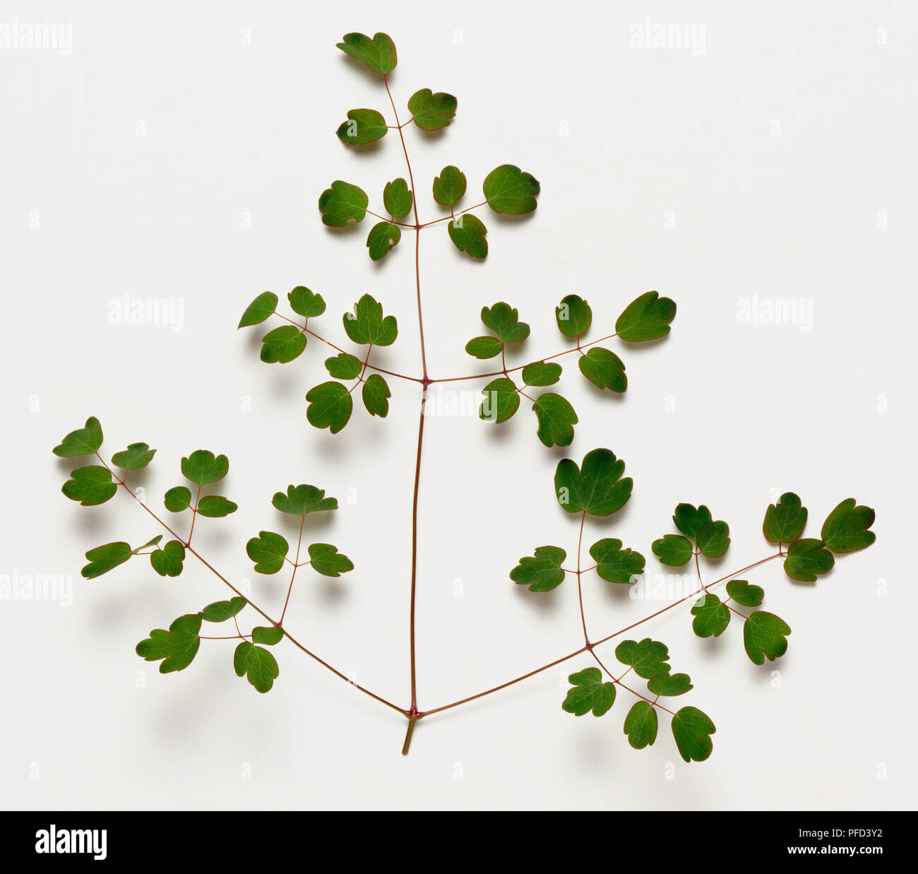 Meadow Rue, Thalictrum delavayi, stem and leaves. Stock Photo