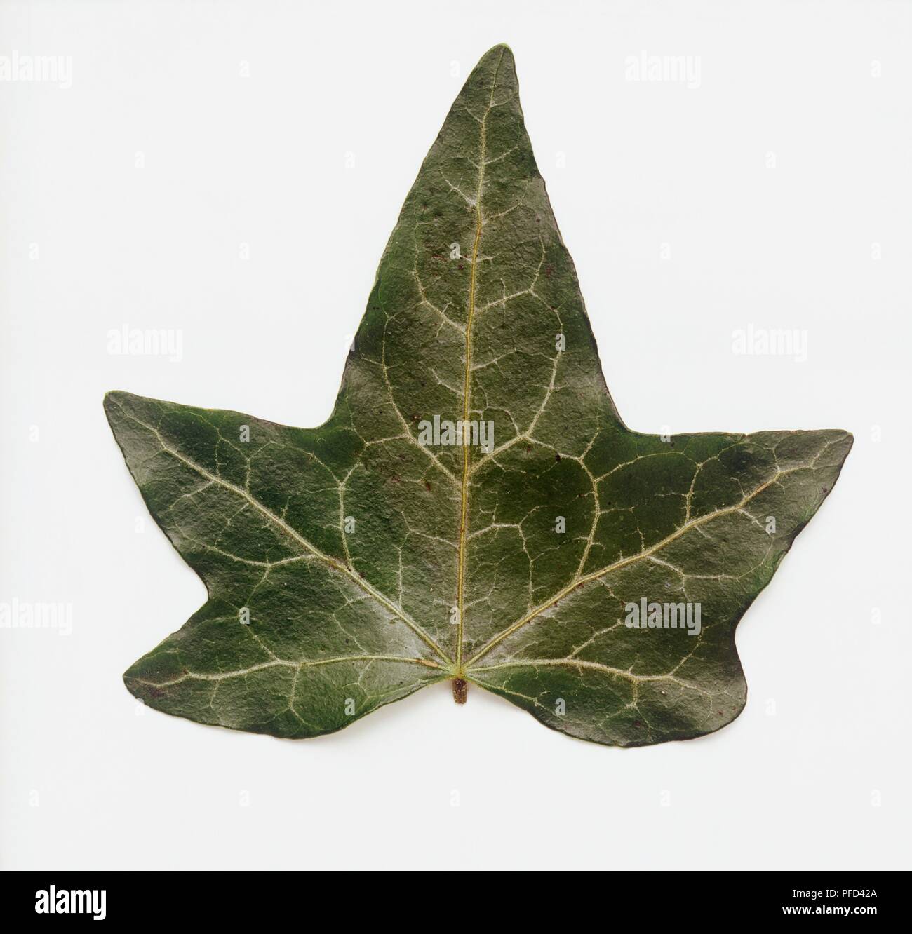 Palmately lobed leaf hi-res stock photography and images - Alamy