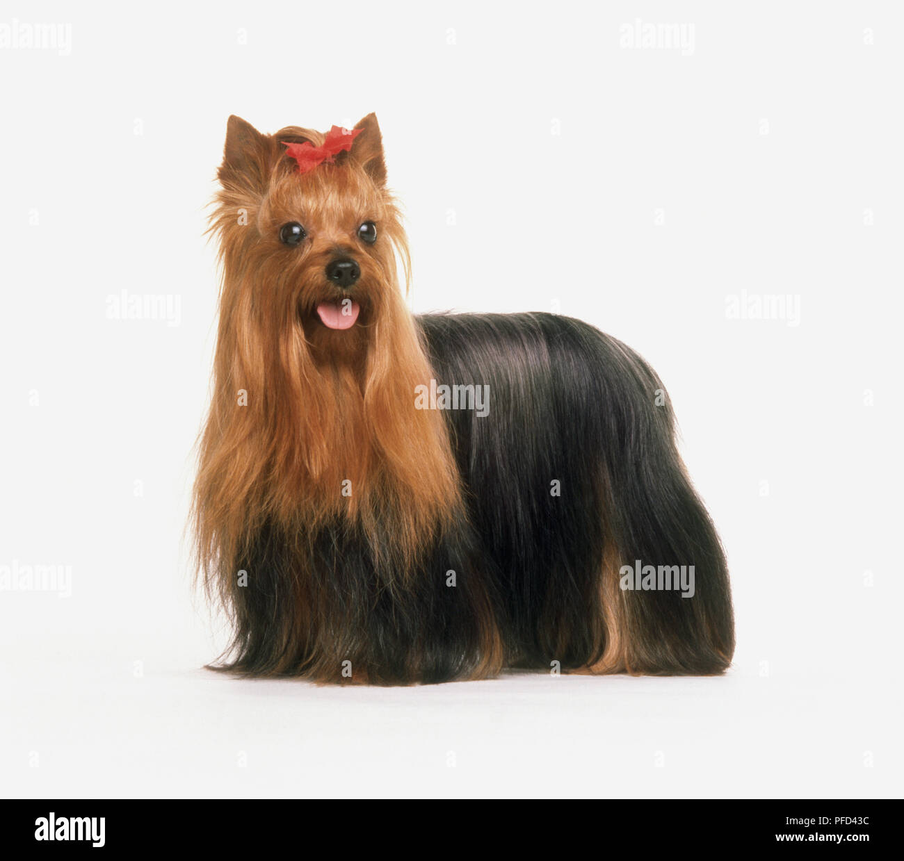 Yorkshire Terrier Long Haired Dog With Red Bow On Head Close Up