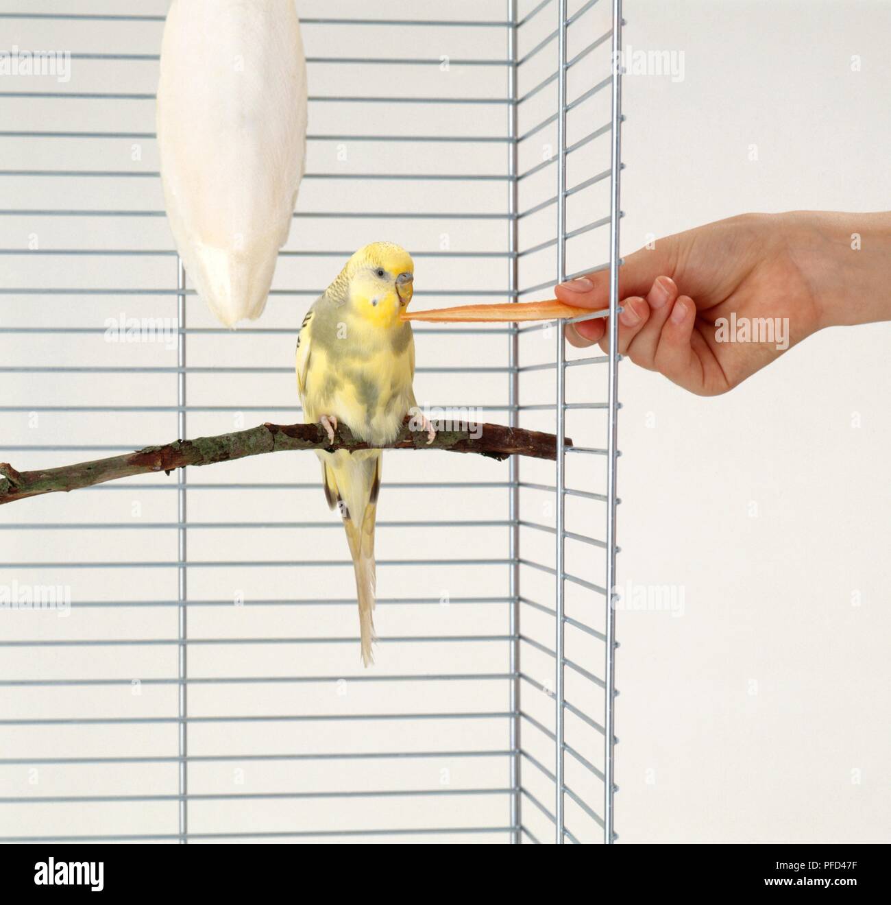 Yellow budgie being hand-fed through metal bars of cage, cuttlefish bone hanging nearby Stock Photo