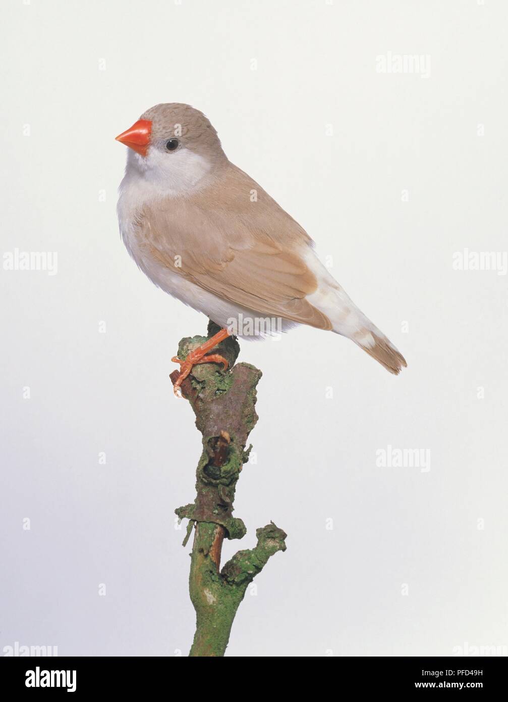 Penguin zebra finch hi-res stock photography and images - Alamy