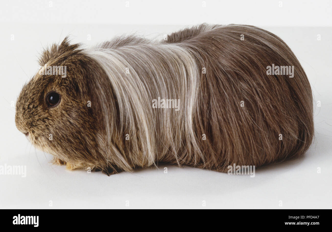 Long Haired Grey Peruvian Guinea Pig Cavia Porcellus Stock Photo