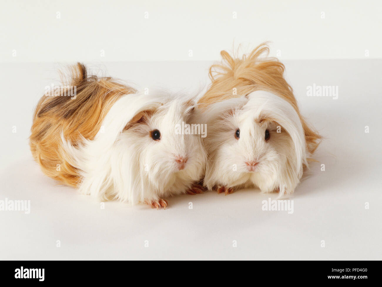 Guinea Pigs Long Haired Two tan and white, long-haired Peruvian Guinea Pigs (Cavia porcellus)  standing together, looking ahead Stock Photo - Alamy
