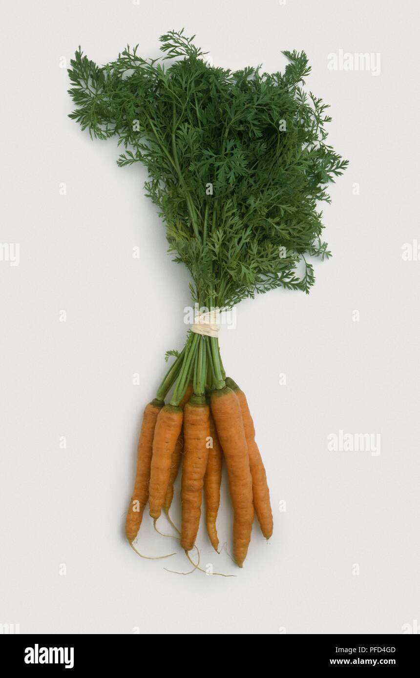 Bunch of carrots (Daucus carota) with leaves tied at stems Stock Photo ...