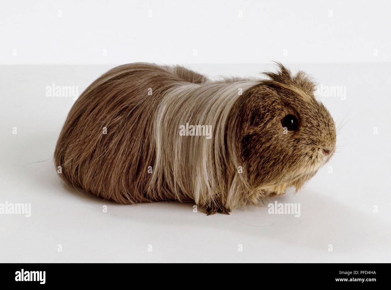 Long Haired Grey Peruvian Guinea Pig Stock Photo 216033254 Alamy