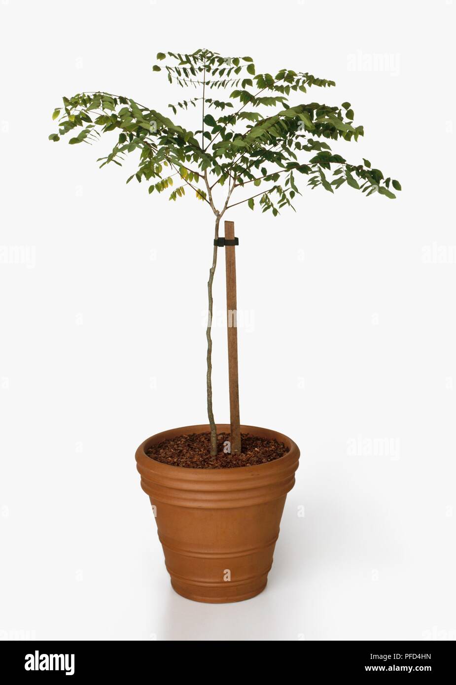 Young tree in large terracotta plant pot attached to stick for support Stock Photo