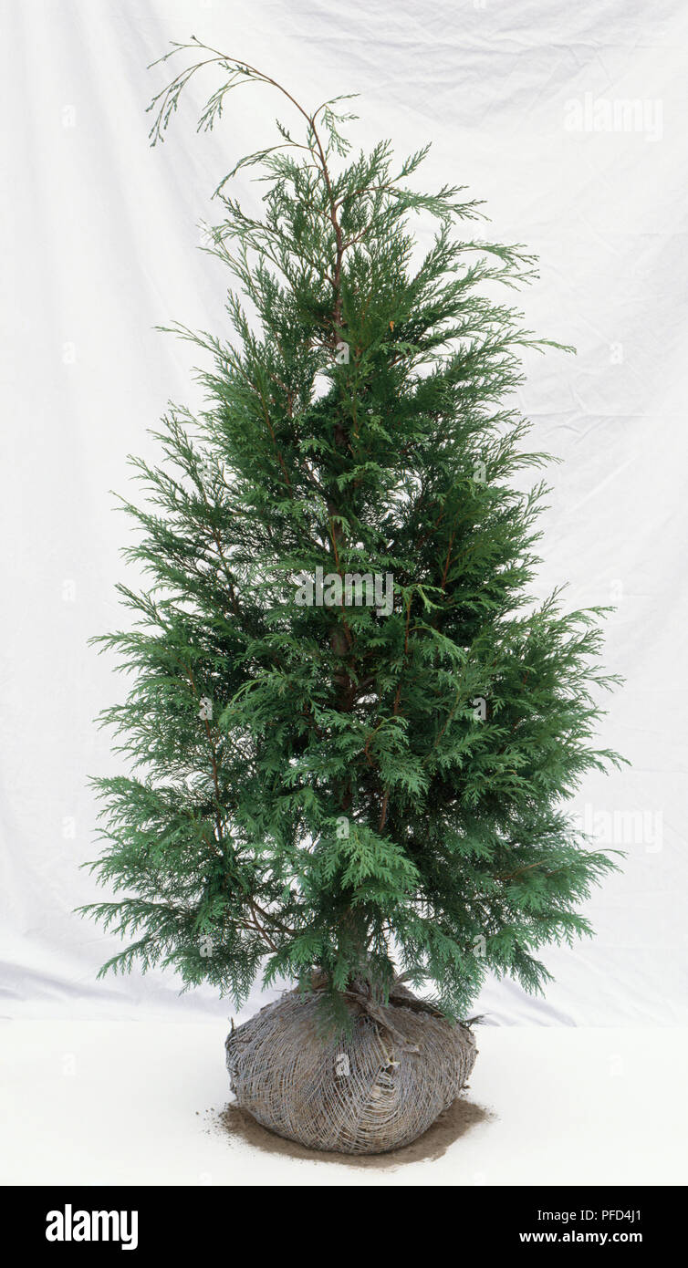 Cupressocyparis Leylandii (Leyland cypress), tree with root ball Stock