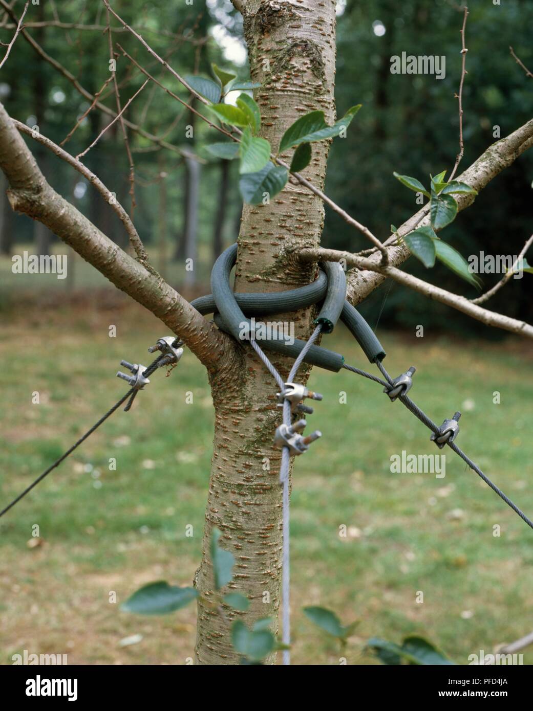 Guy ropes on tree trunk cushioned with hosepipe where they touch the
