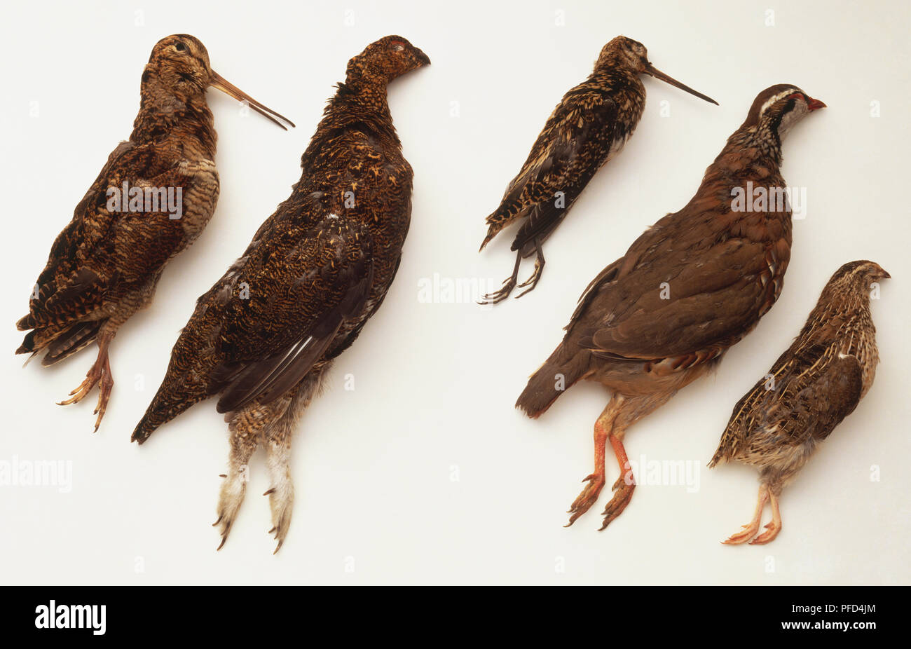 Selection of hunted birds, including Woodcock, Grouse, Snipe, Partridge