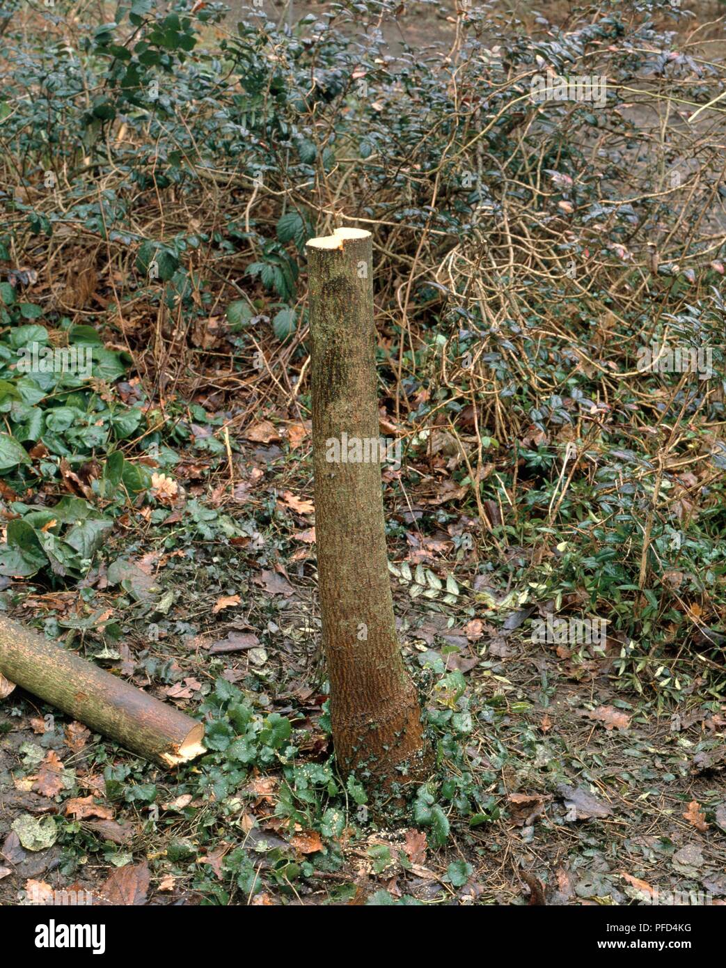 Curated visual reference: Processor Cuts Stump Reference: Tree Stump With Cut Piece Lying By Side Stock Photo