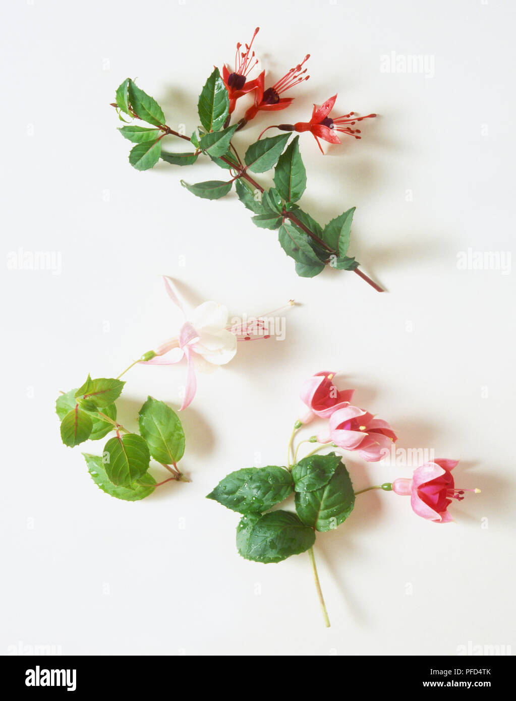 Wild Fuchsia (red) and Cultivated Fuchsia (pink and white) Stock Photo