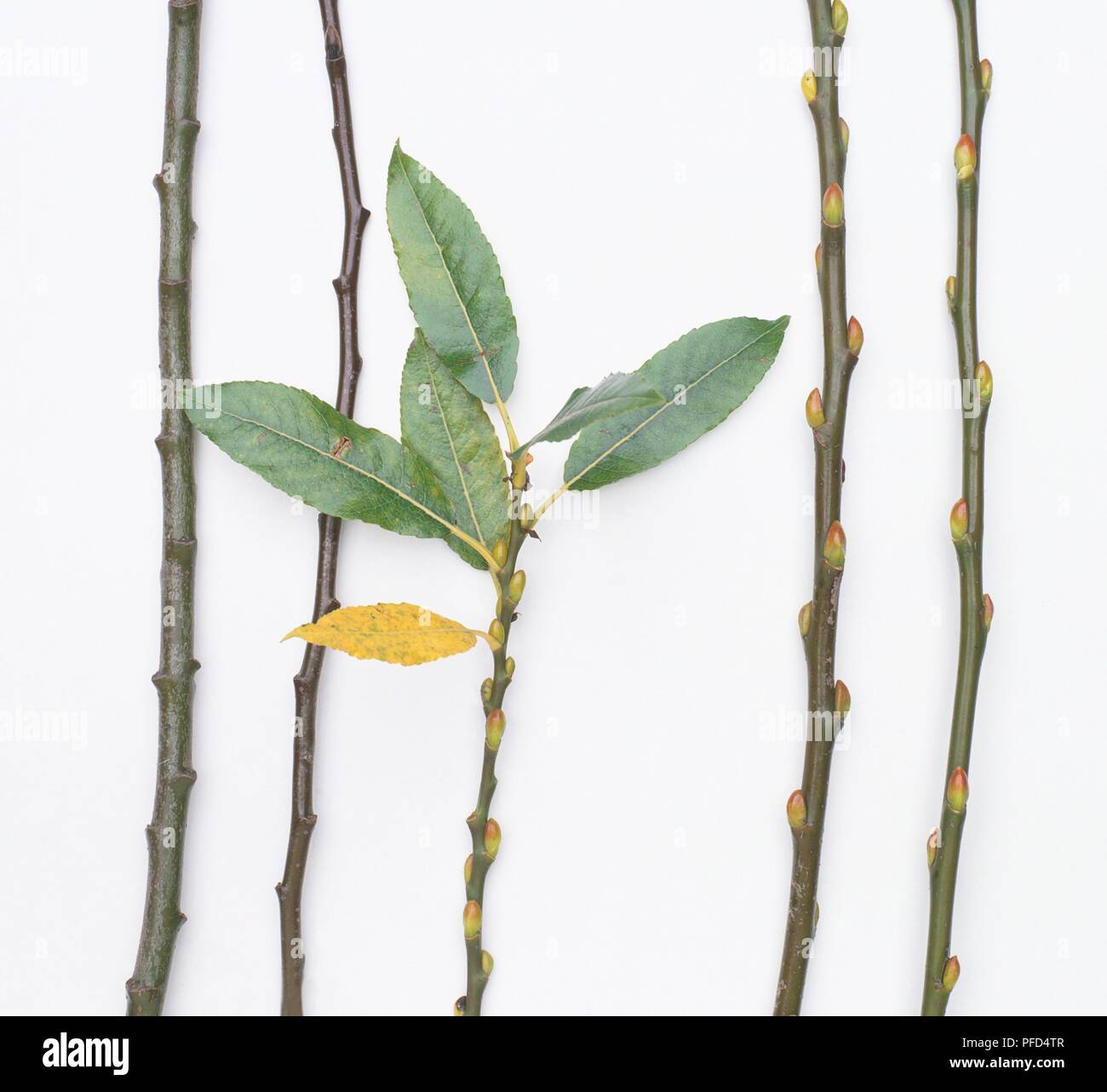 Examples of stems from hardwood plants, the two on the right displaying