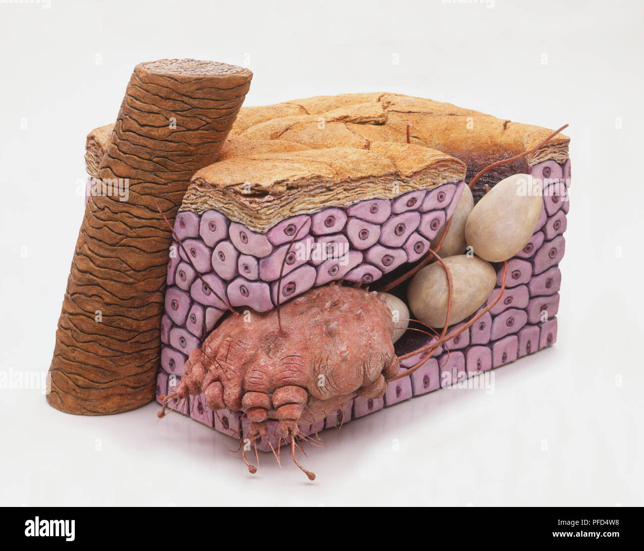 Cross-section model of Bedbug (Cimicidae) burrowed in skin, laying eggs. Stock Photo