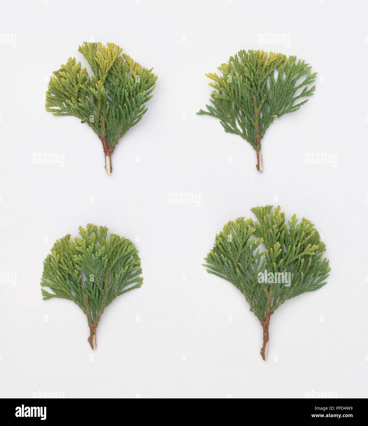 Four cuttings from Chamaecyparis obtusa 'Nana Aurea' (Japanese cypress) Stock Photo