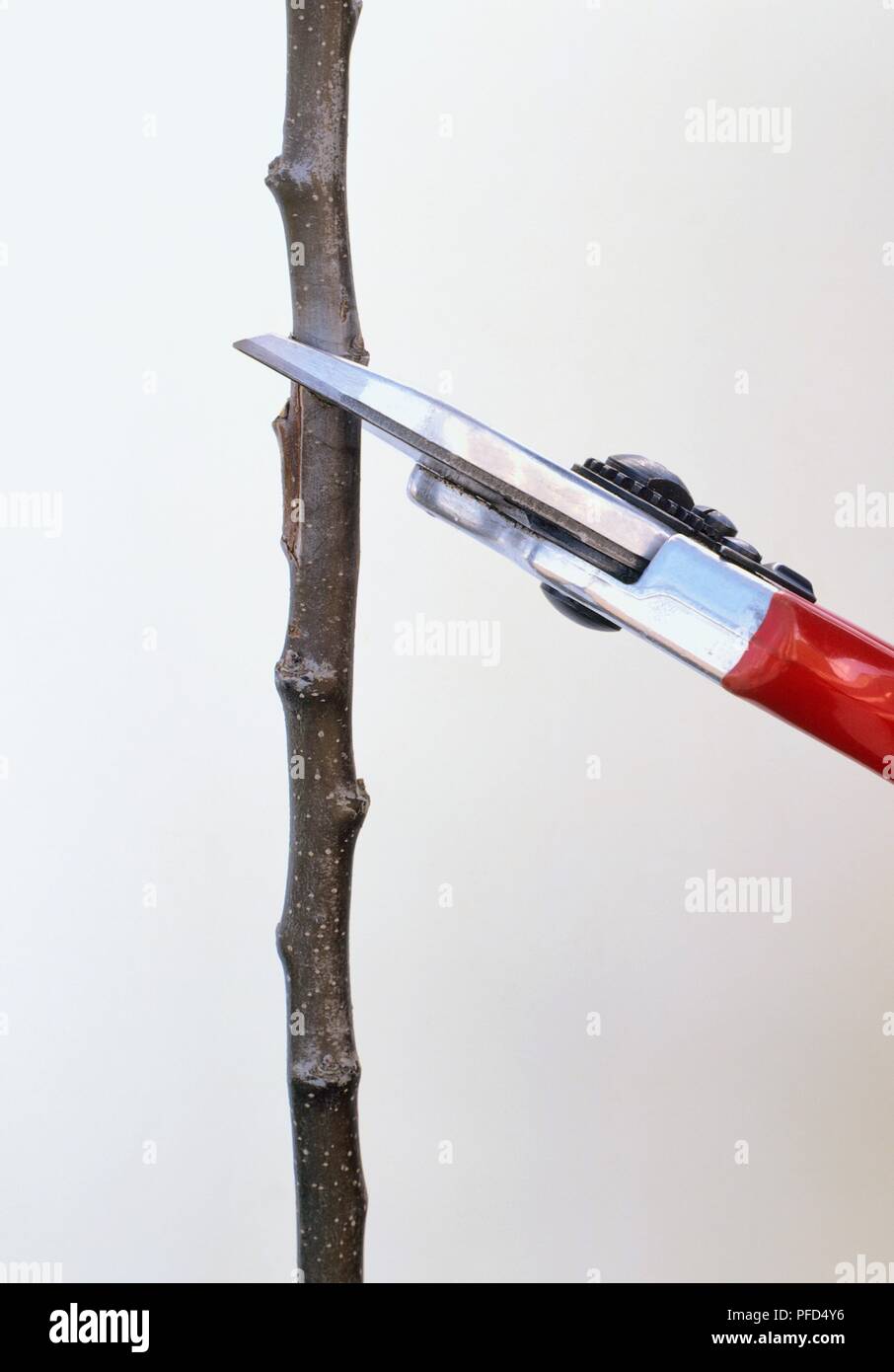 Stem cutting propagation hires stock photography and images Alamy