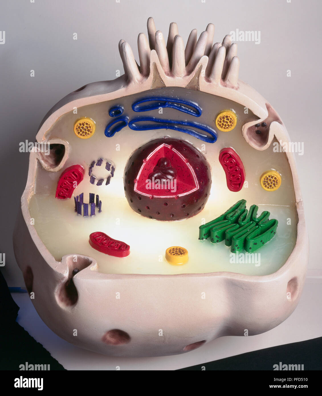 Model of animal cell, including cell nucleus, golgi body, lysosomes,  centrioles, mitochondria, endoplasmic reticulum, ribosomes, cytoplasm,  vesicles, thin plasma membrane, and microvilli (projections) at top Stock  Photo - Alamy