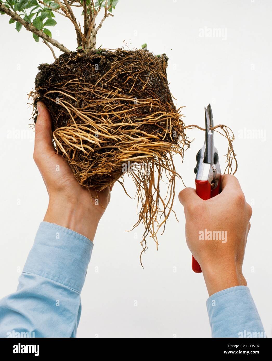 Man using secateurs to cut back long and damaged roots of Prostanthere Cuneata Stock Photo