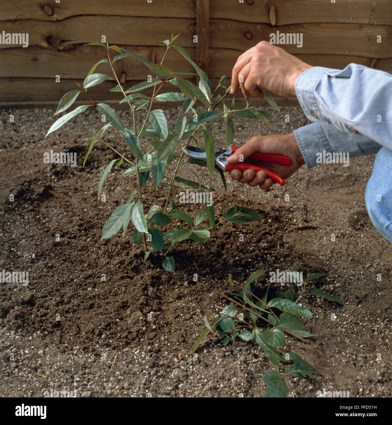Man using secateurs to prune damaged or diseased Viburnam stems Stock Photo