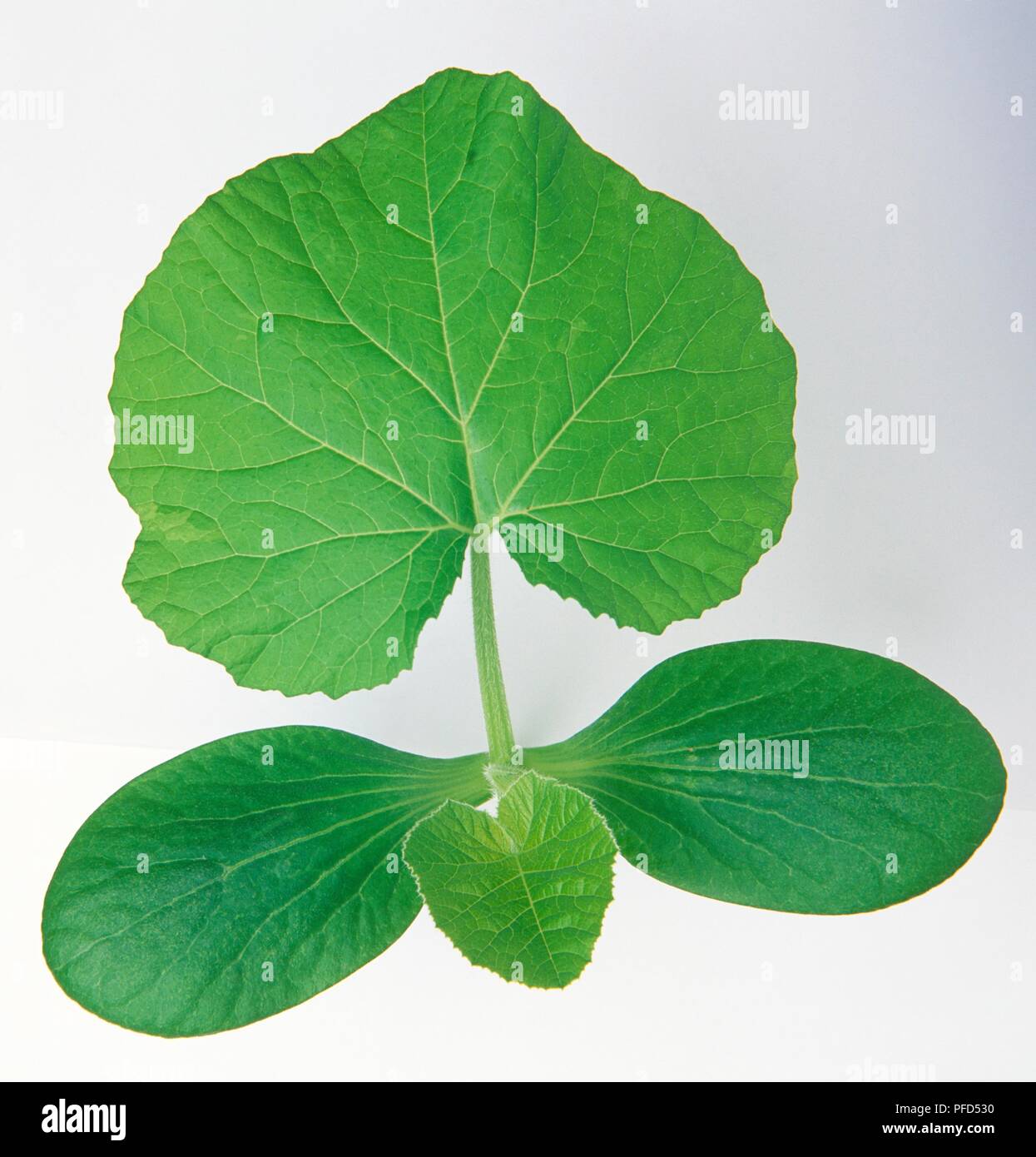 Close up shot leaves in hi-res stock photography and images - Alamy