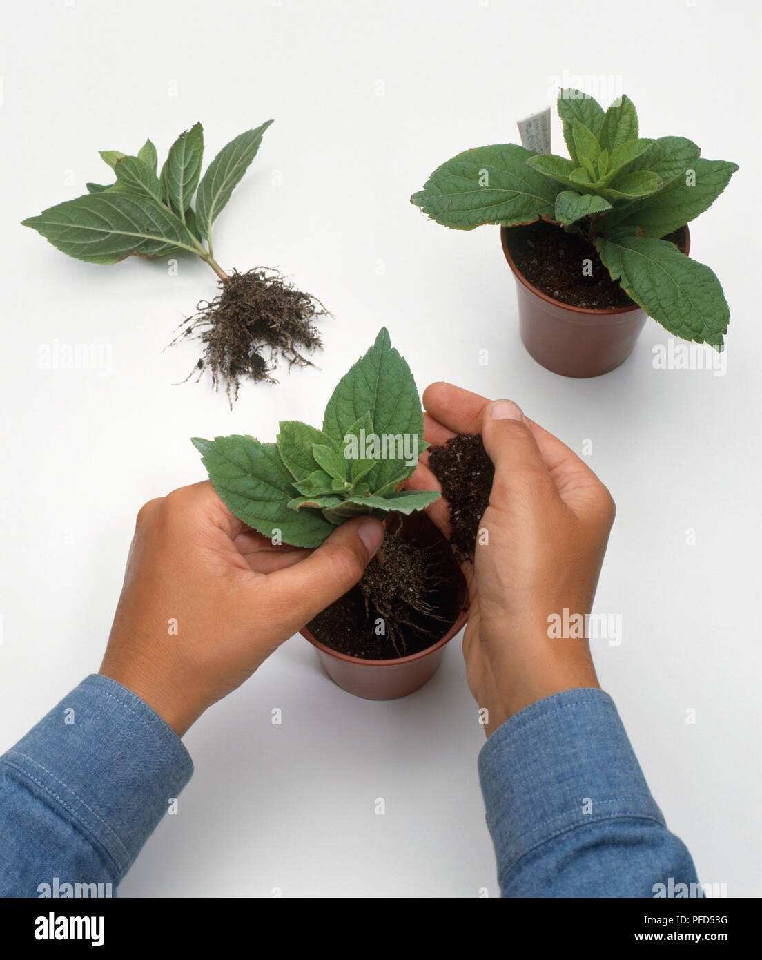 Transplanting cuttings from Hydrangea paniculata into individual pots ...