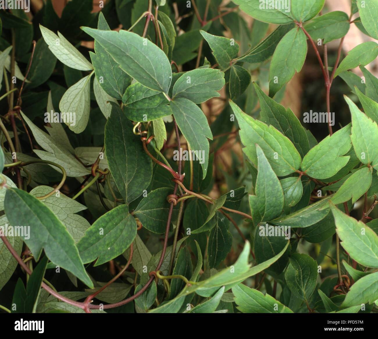Clematis leaf stalks attached to stem Stock Photo