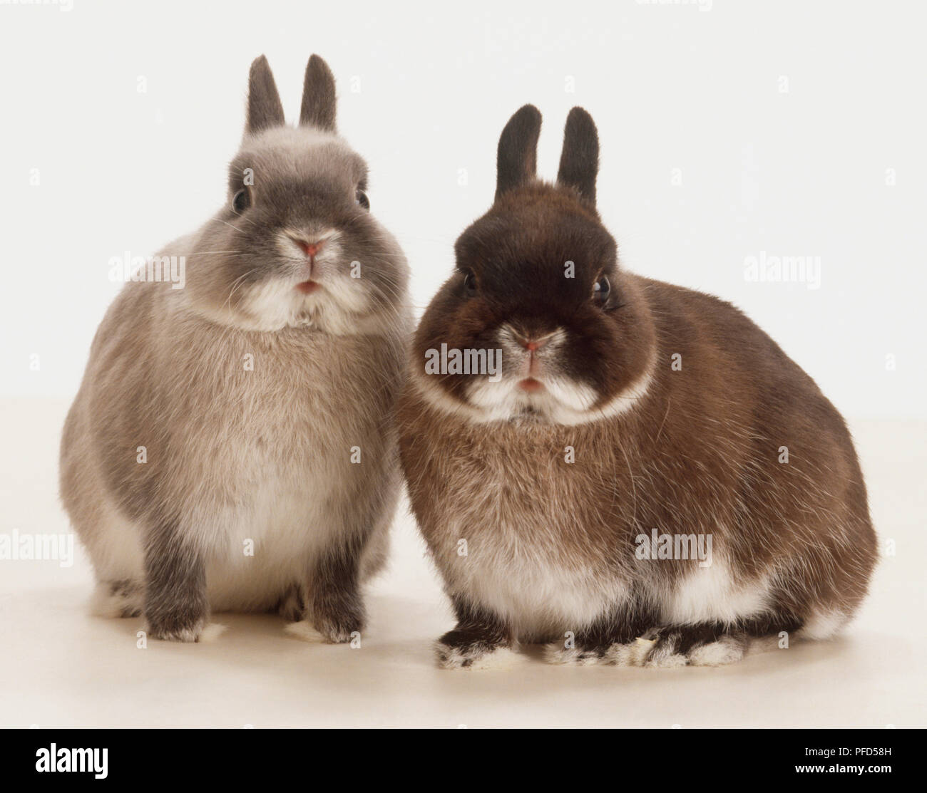 Two Rabbits (Oryctolagus cuniculus), one grey, one brown, seated ...
