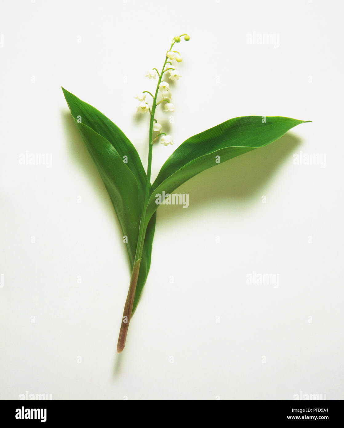 Convallaria majalis, Lily of the Valley, showing bell-shaped white flowers and large green leaves Stock Photo