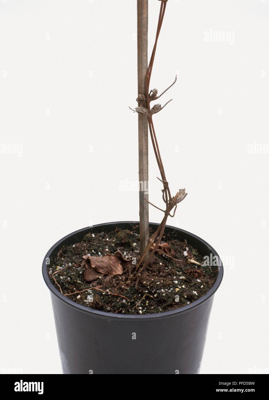 Lonicera in plant pot showing thin stem with damaged buds Stock Photo