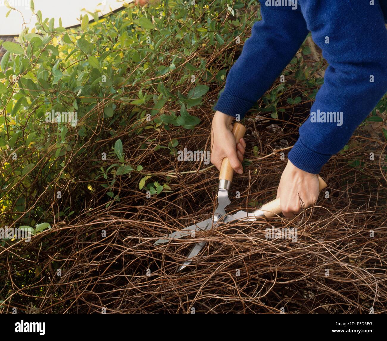 Pruning a honeysuckle, cutting away dead material form underneath new
