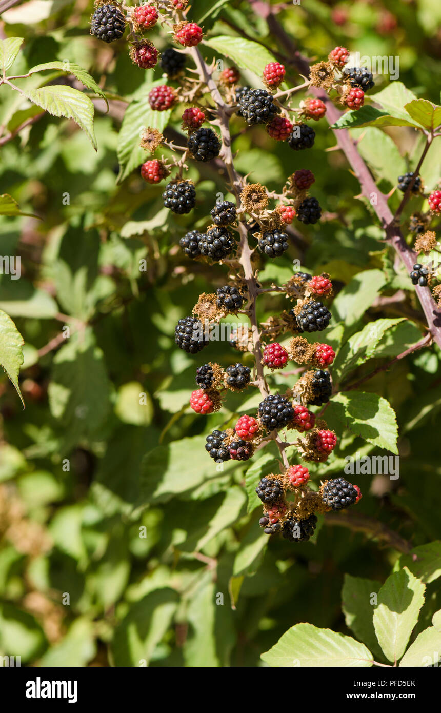 mora fruta Stock Photo