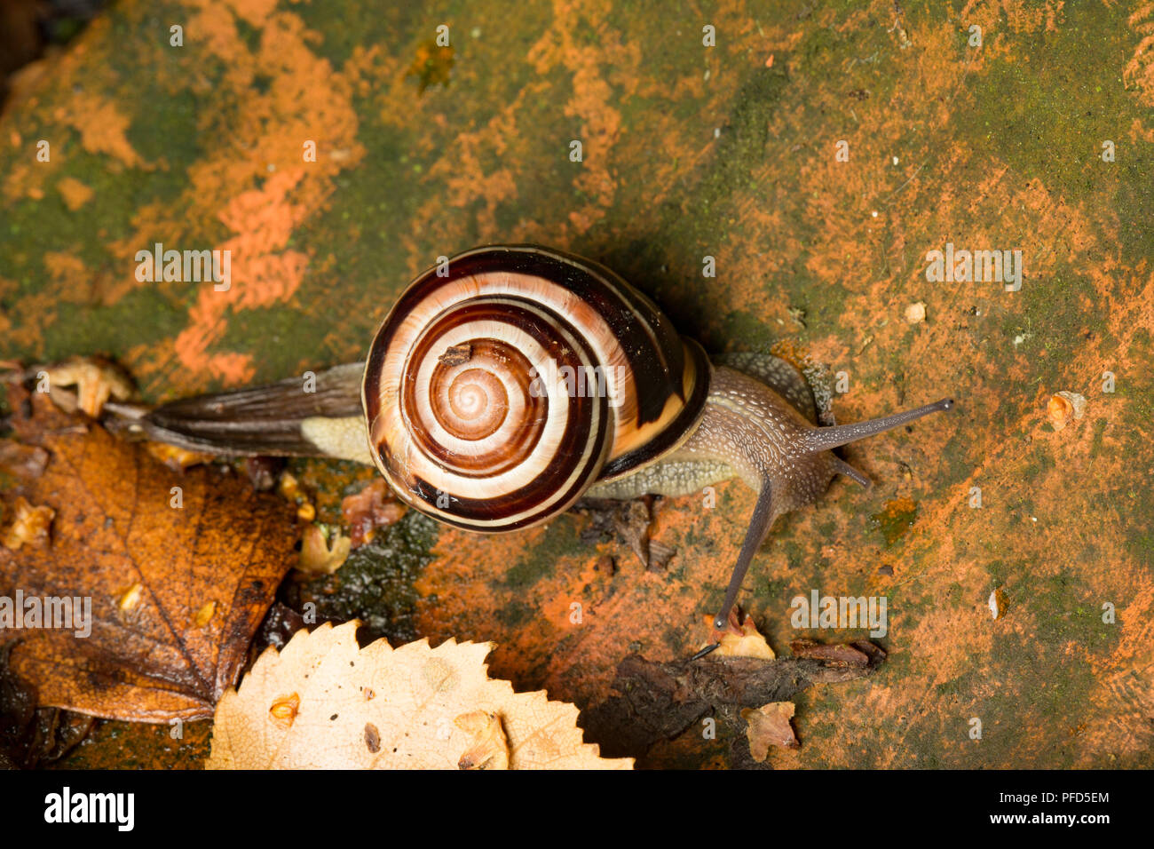 A white-lipped snail, Cepaea hortensis, crawling on an old plant pot in a garden at night. Lancashire North West England UK GB Stock Photo