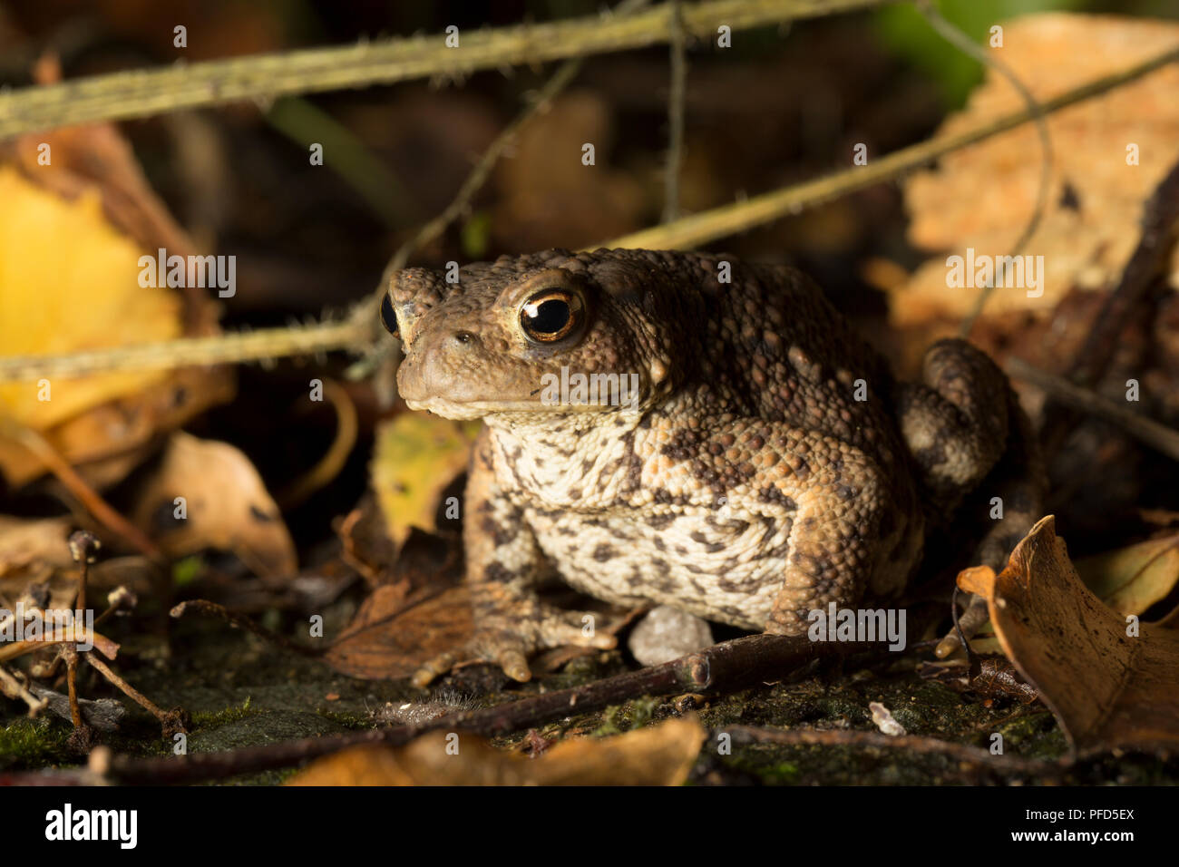 A common or european toad, Bufo bufo, behind a garage photographed at night in a garden in Lancashire North West England UK GB Stock Photo