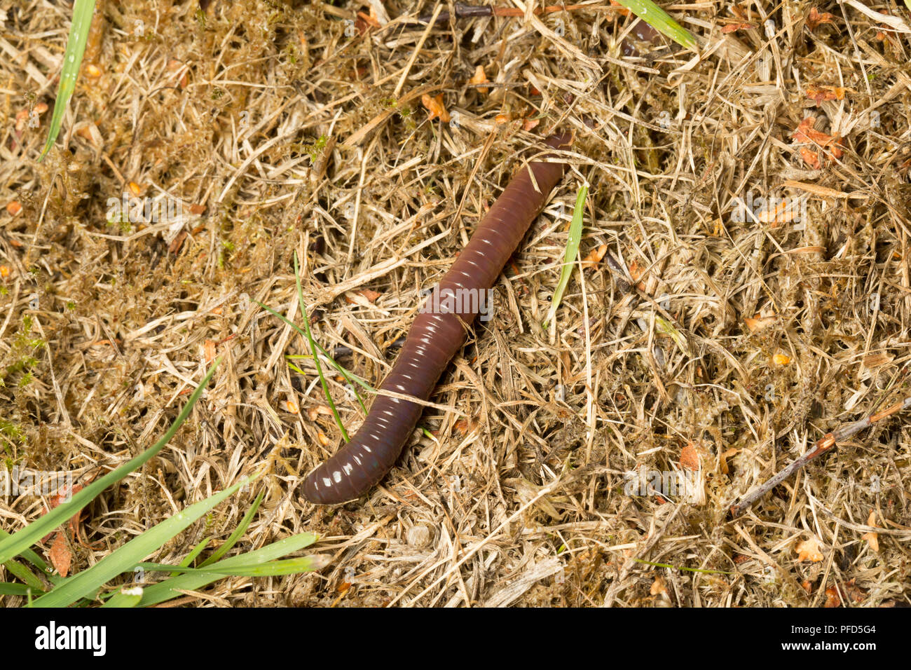 An earthworm on a garden lawn that has emerged from its tunnel at night to look for leaves which it feeds on. Lancashire North West England UK GB Stock Photo