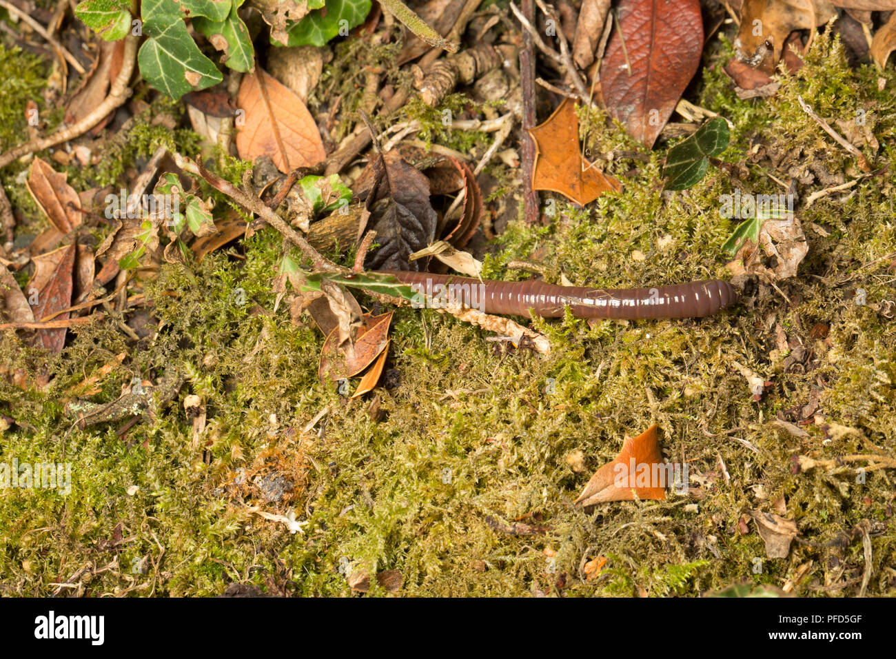 An earthworm on a garden lawn that has emerged from its tunnel at night to look for leaves which it feeds on. Lancashire North West England UK GB Stock Photo