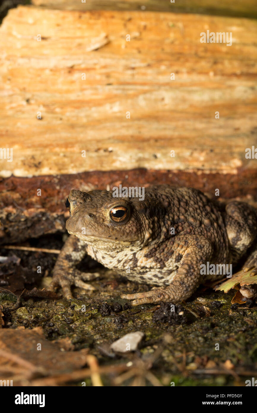 A common or european toad, Bufo bufo, photographed at night in a garden in Lancashire North West England UK GB Stock Photo