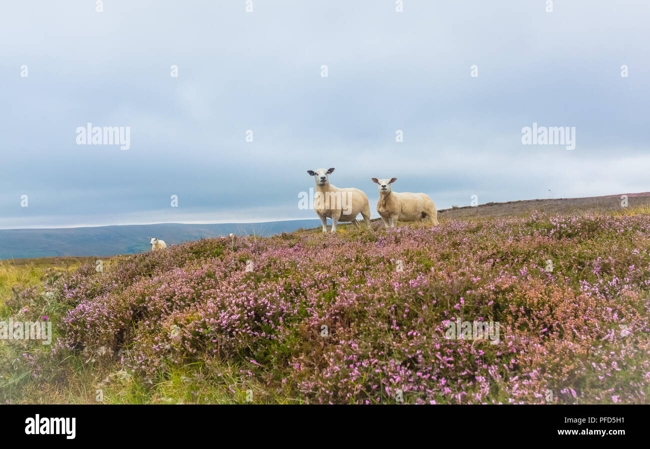 Texel sheep, a ewe and her almost grown lamb stood in purple heather on Penhill in the Yorkshire Dales, UK. Horizontal. Stock Photo