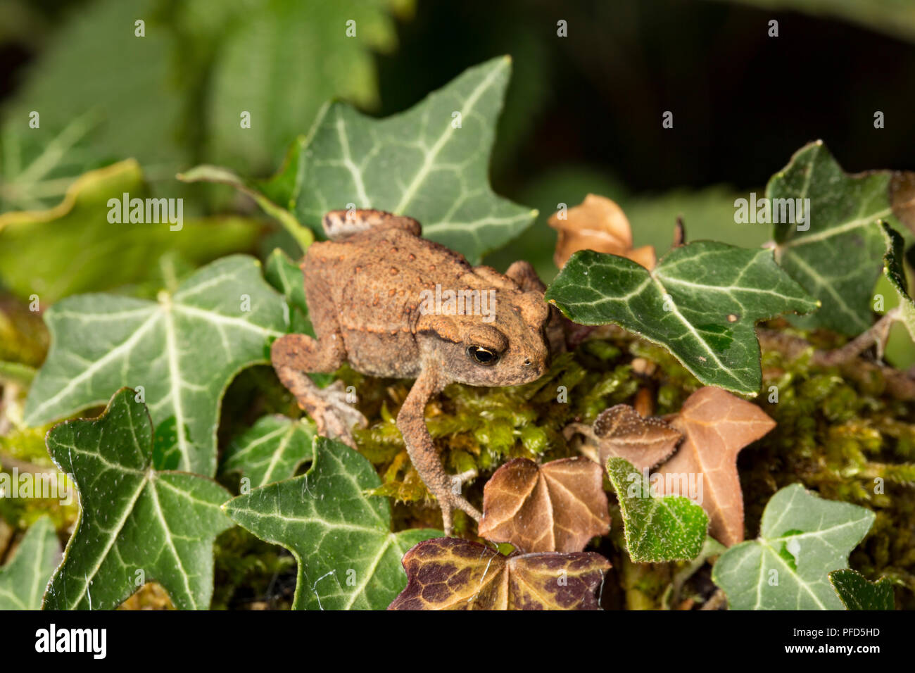 A young common or european toad, Bufo bufo, resting on ivy photographed at night in a garden in Lancashire North West England UK GB Stock Photo
