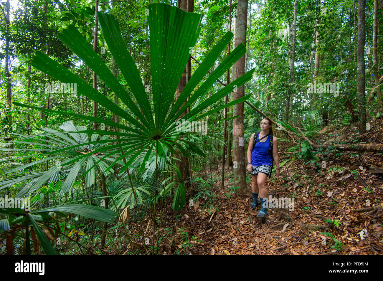 Western female tourist walking through the tropical rainforest looking at a giant palm frond at Lambir Hills National Park, Sarawak, Malaysian Borneo Stock Photo