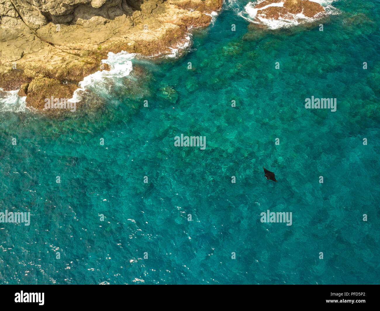 Drone photo of a reef manta ray feeding at the surface in shallow water next to a small island at 'Manta Alley' in Komodo National Park, Indonesia Stock Photo