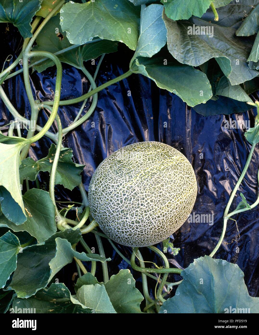 Musk melon growing outside, resting on black plastic sheeting, closeup