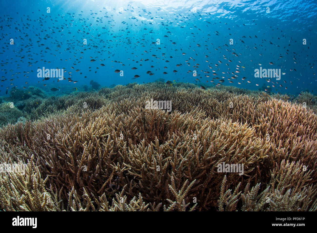 Pristine, shallow coral reef in clear water with many damselfish. Komodo National Park, Indonesia Stock Photo