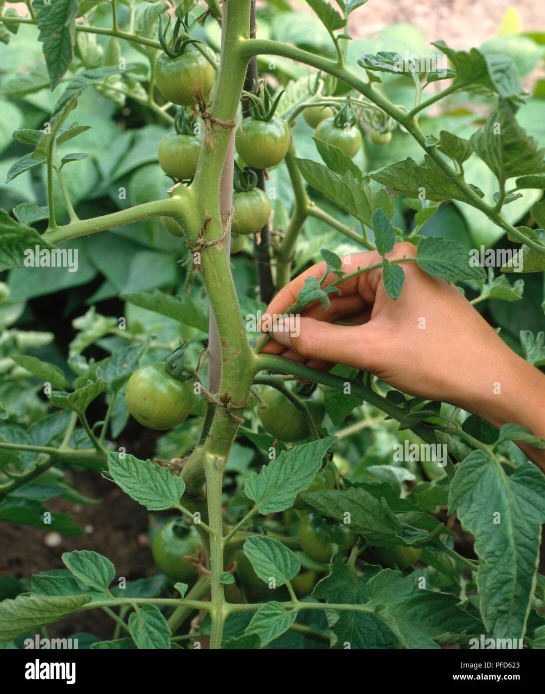 Using fingers to pinch out side shoot from tomato plant stem Stock Photo Alamy