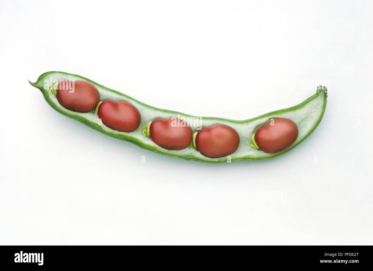 Broad beans 'Red Epicure' in pod, close-up Stock Photo