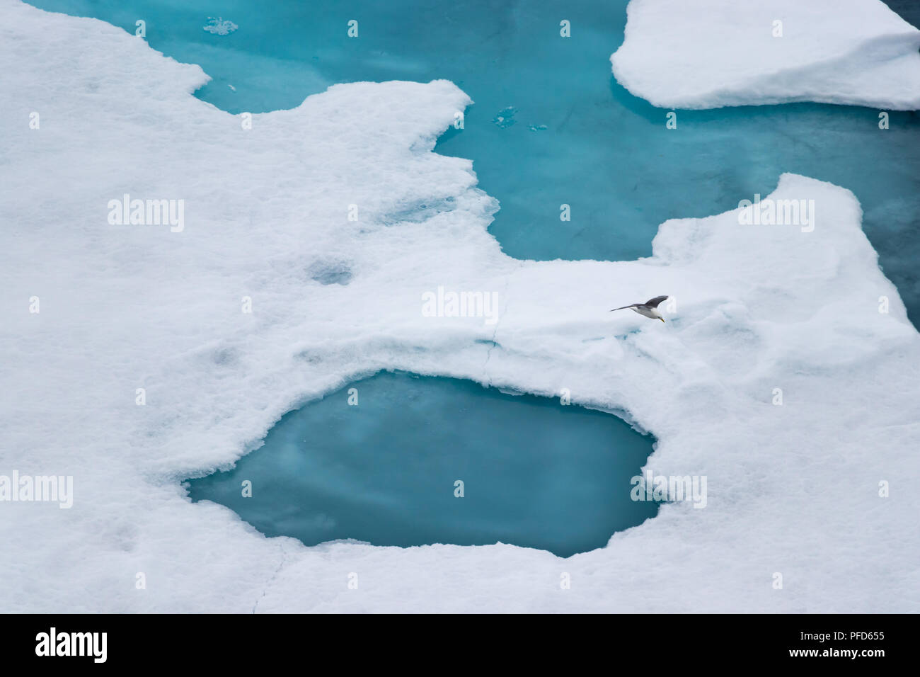 The black-legged kittiwake (Rissa tridactyla) flying over the ice in the Arctic Ocean at 82 degrees North and 022 degrees East. Stock Photo