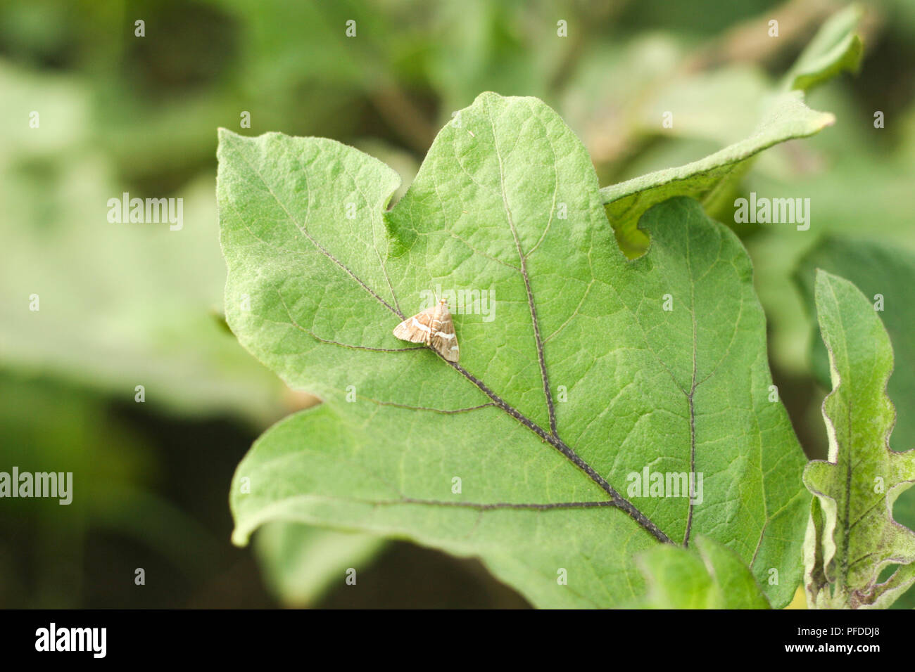 Eggplant Fruit Borer Moth on Leaf Stock Photo