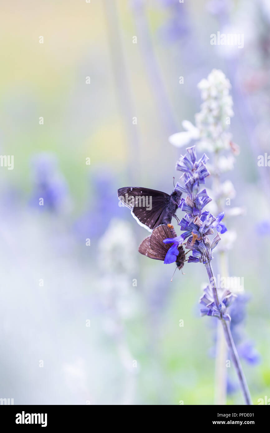 Texas Spring Wildflowers Stock Photo Alamy